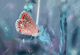 Butterfly Alone