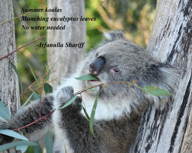 Summer Koalas (Haiku)