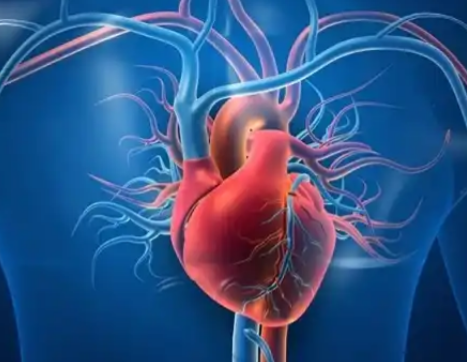 The Heart