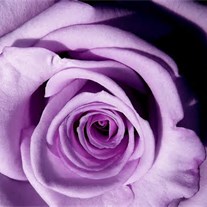 A Lavender Rose