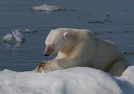 Prayer-Polar Bear
