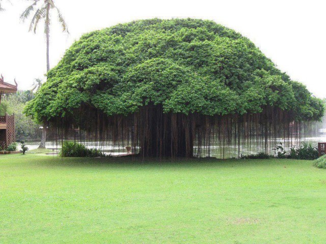 A Banyan Tree