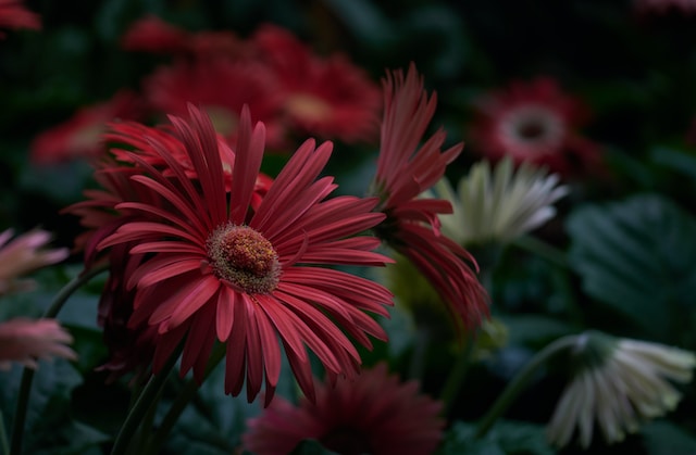 Daisy Daze