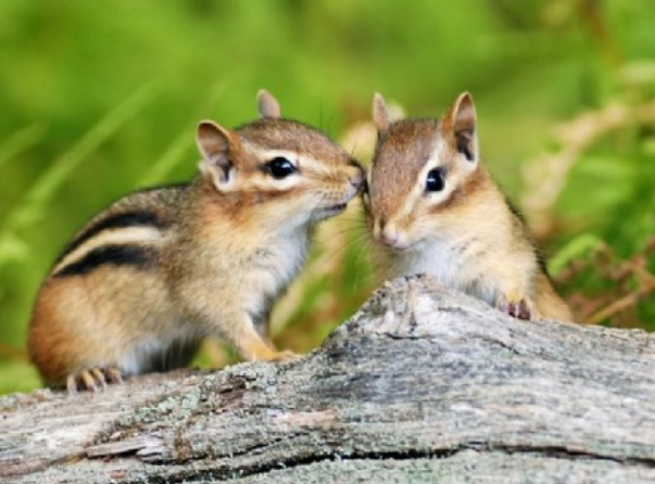 Two Chipmunks