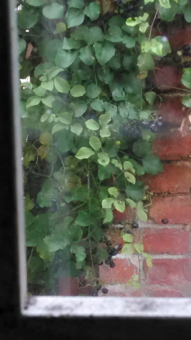 Window