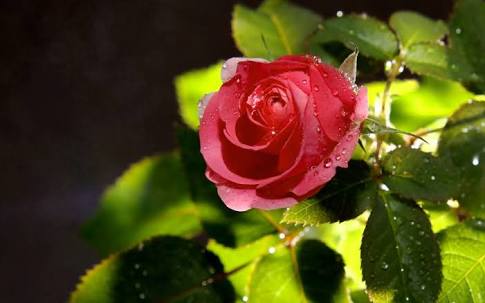 Petals Of Red Rose [ Haiku ]