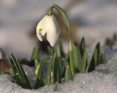 The First Sign Of Spring: March 2020