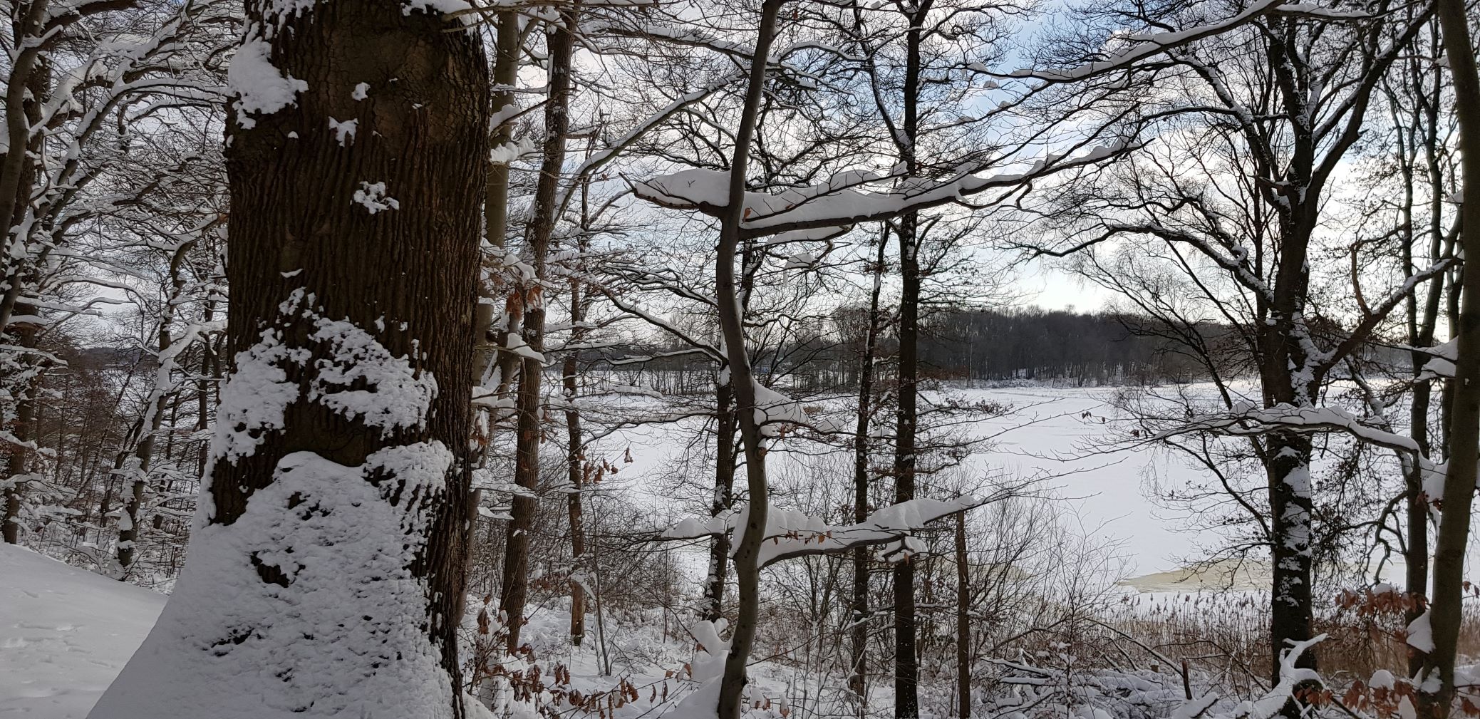 Winter White Wood