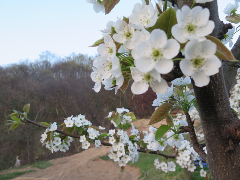 When The Pear-Flowers're Raining And Scattering