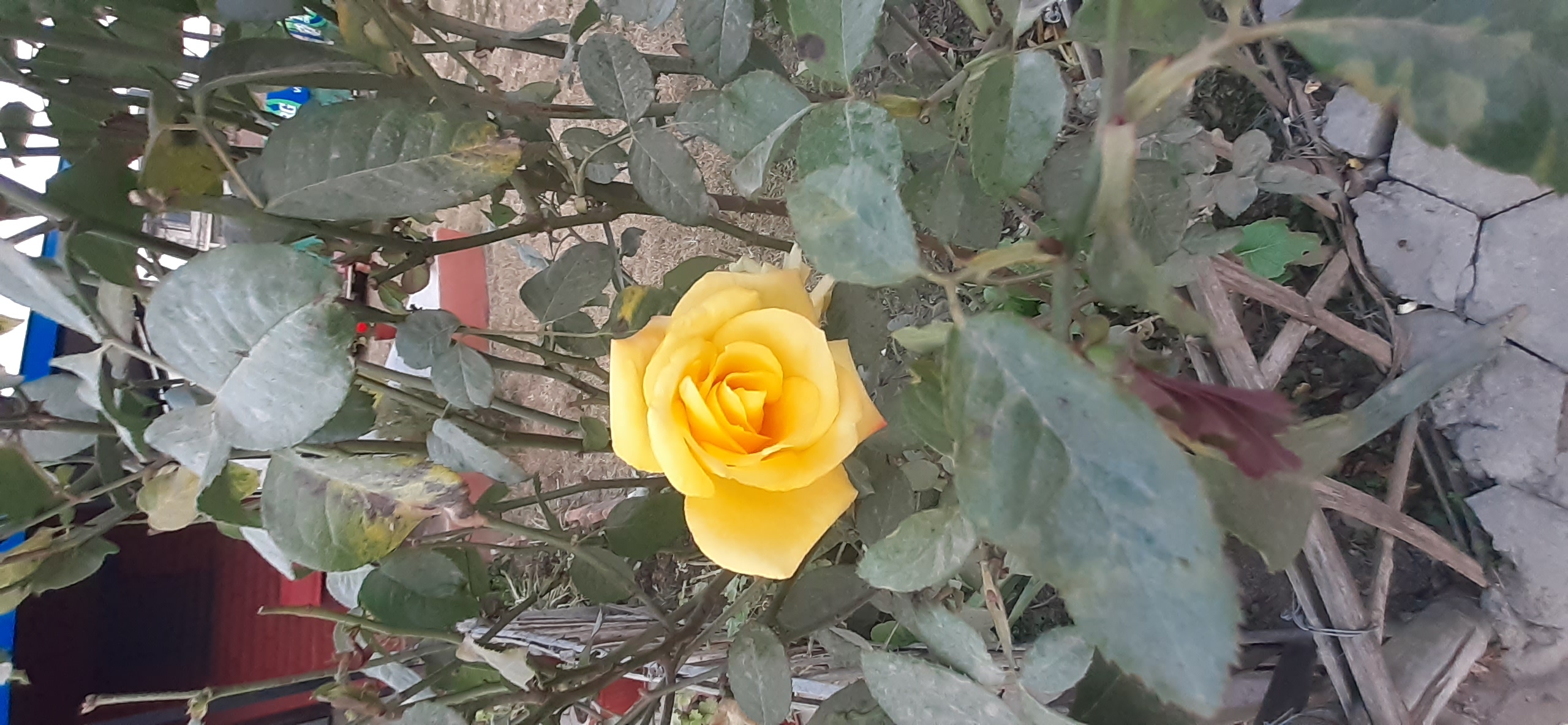 O Rose Flower