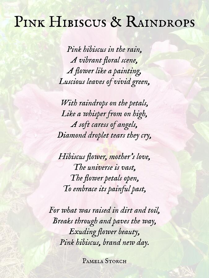 Pink Hibiscus And Raindrops