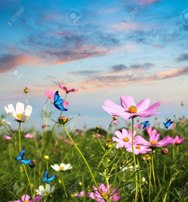 A Blue Butterfly Made My Day!