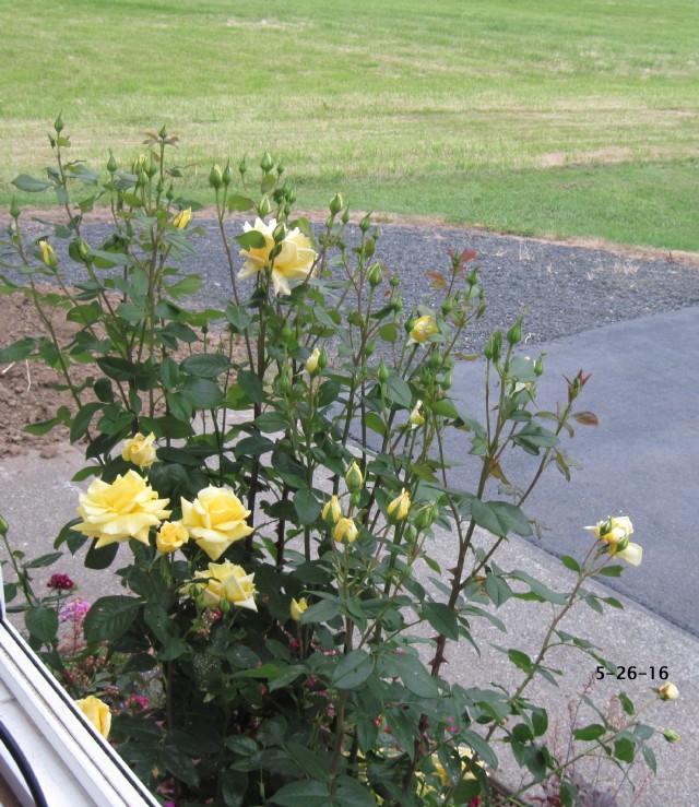 Charming Yellow Rose