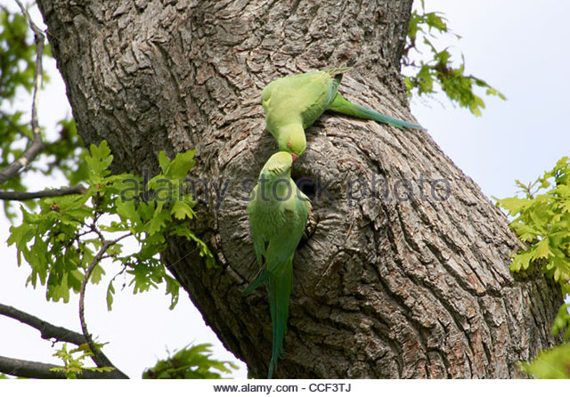 The Parrot (Continued)