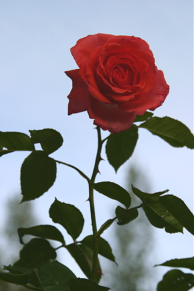 Mohabbat