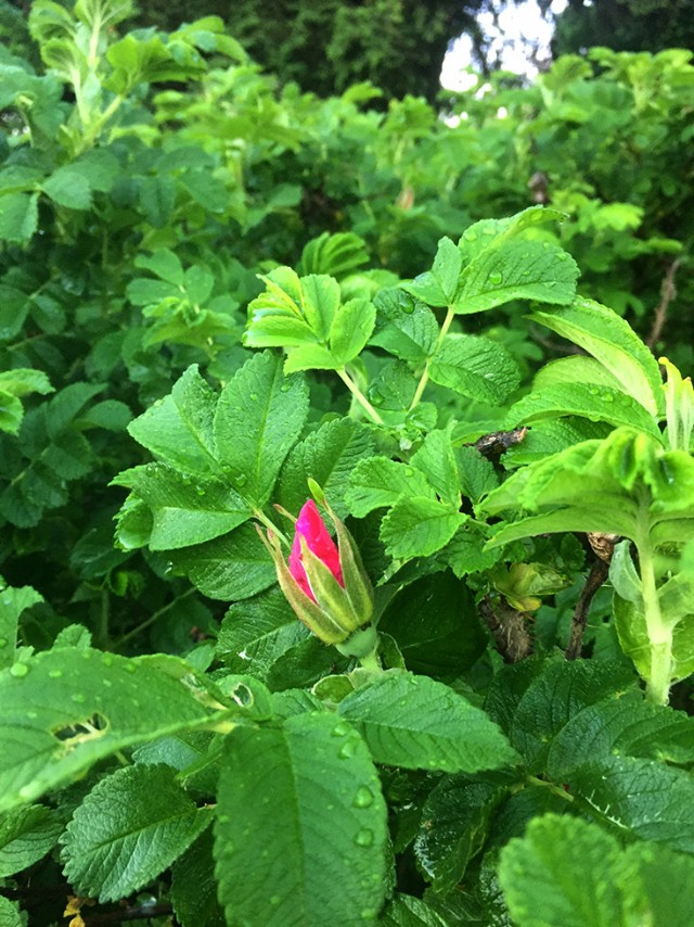 Laulu Onnesta / Song Of Happiness