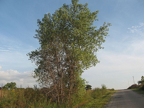 A Simple Cottonwood