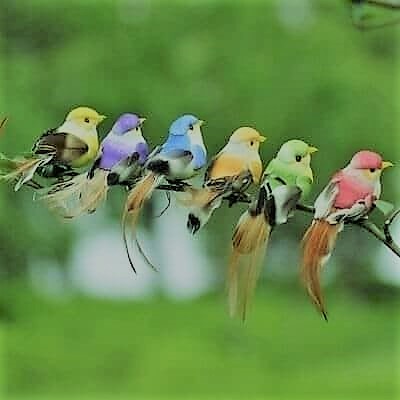 Bird Colours 3 -
birds In A Row