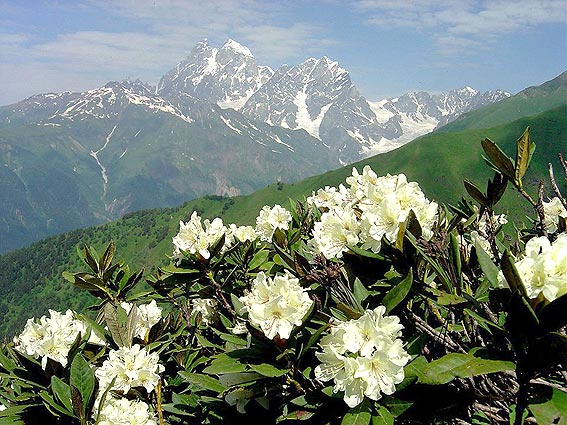 Laments Of Modest Mountain Flower