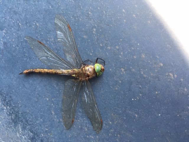 A Dragonfly In Our Garden