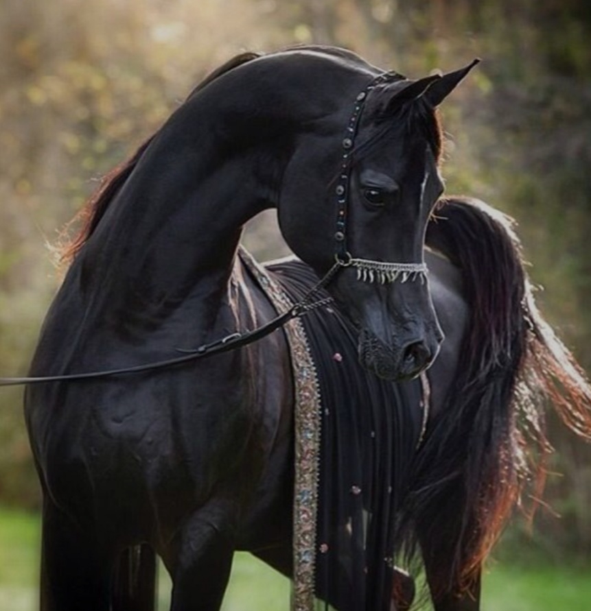 The Arabian Stallion
