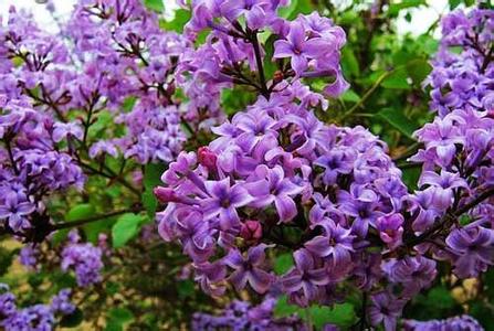 桐花赞 Tung Flowers