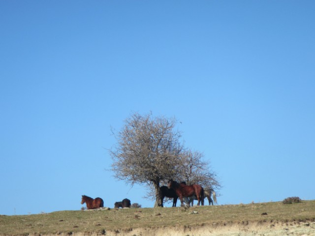 Σώμα, Άρμα Ψυχής