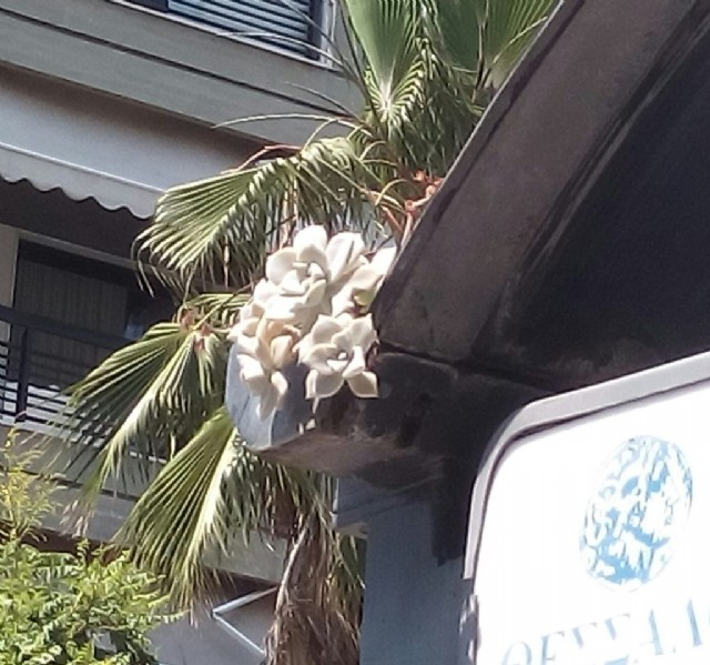 ‘ανάνηψη'