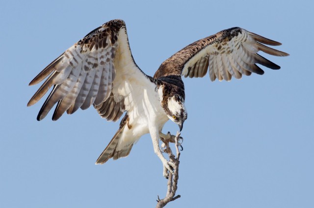 The Osprey: (June 16th,2020)