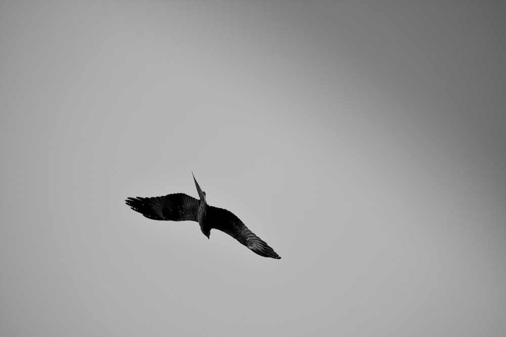 Let Me Fly