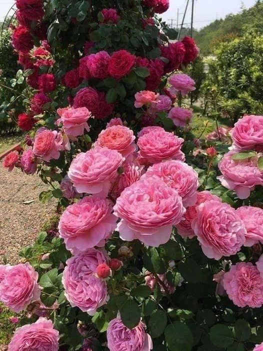 Summer Holidays Are Heavenly!