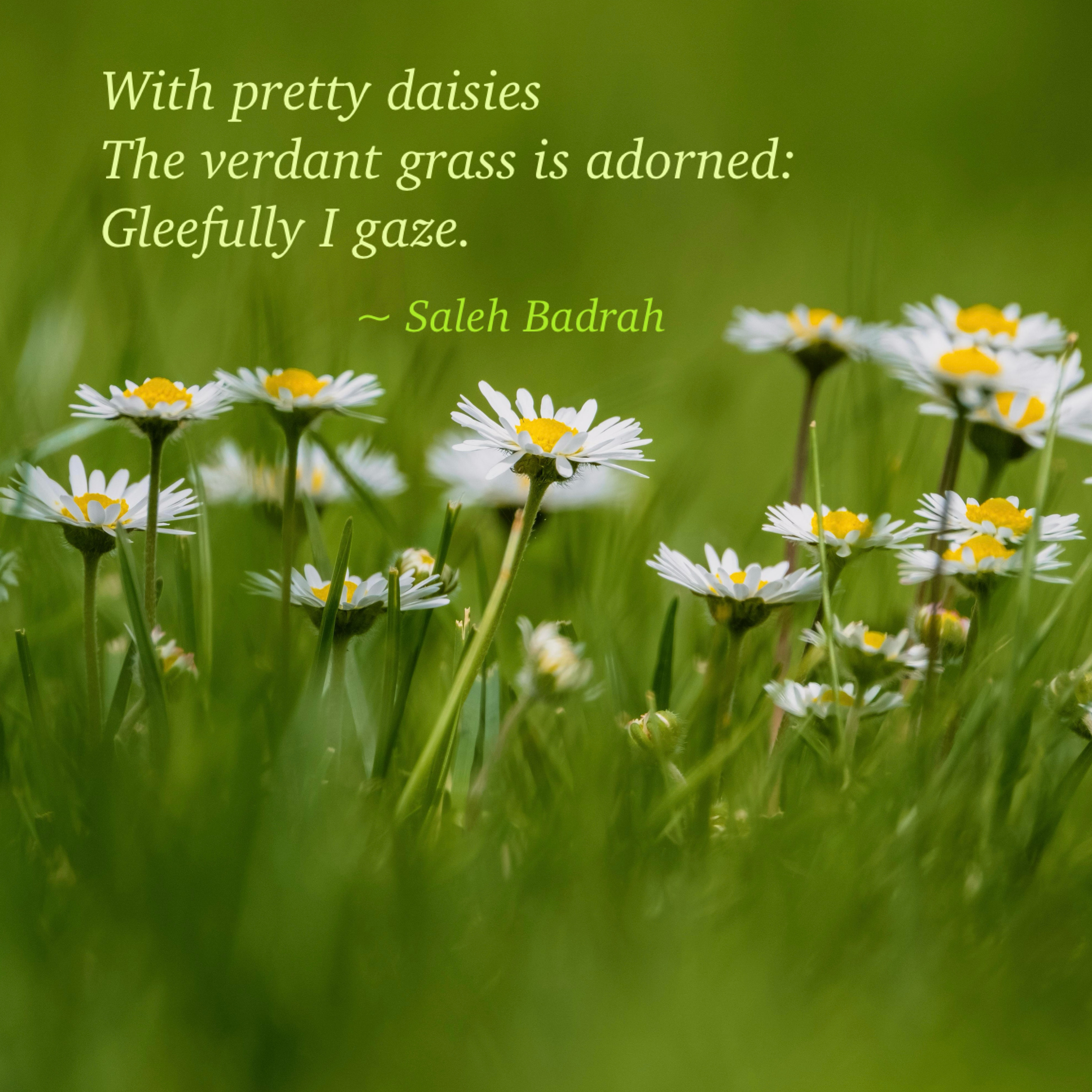 Pretty Daisies