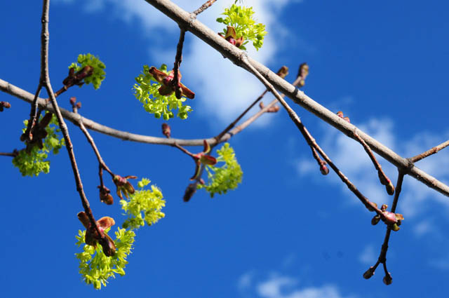 Note De Primavara / Spring Notes