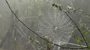 A Frozen Spider Web