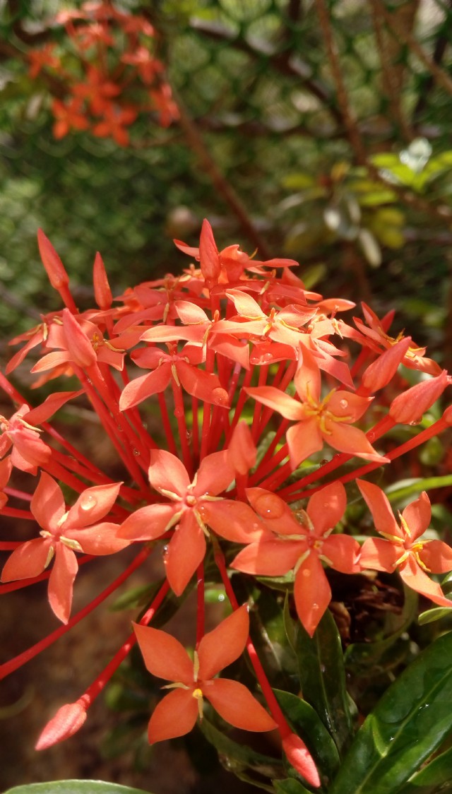Flower 8 - The Bold Red Jungle Flame - 'thetchi'