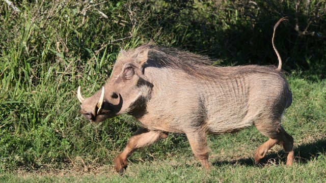 Square Poems 16: Warthog Acrostic