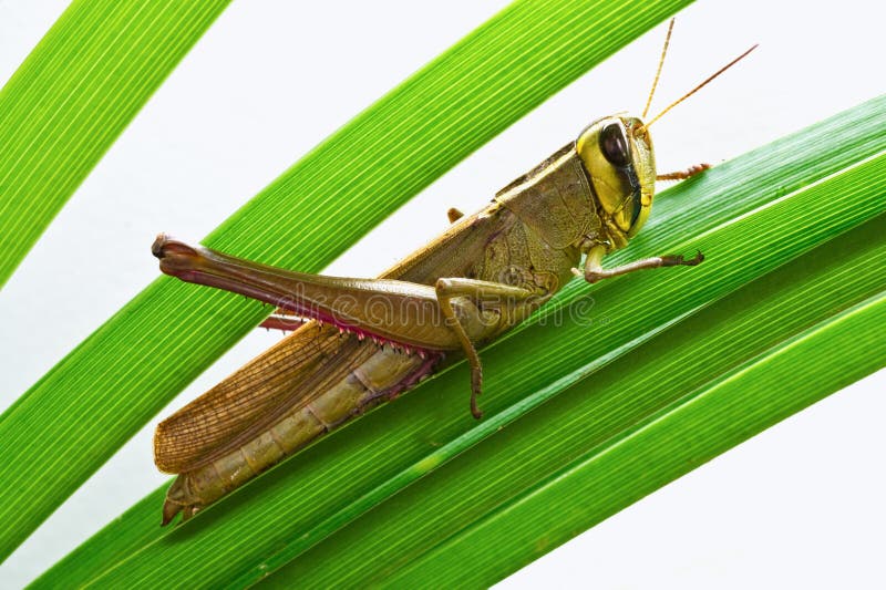 I Cannot Think About A Grasshopper