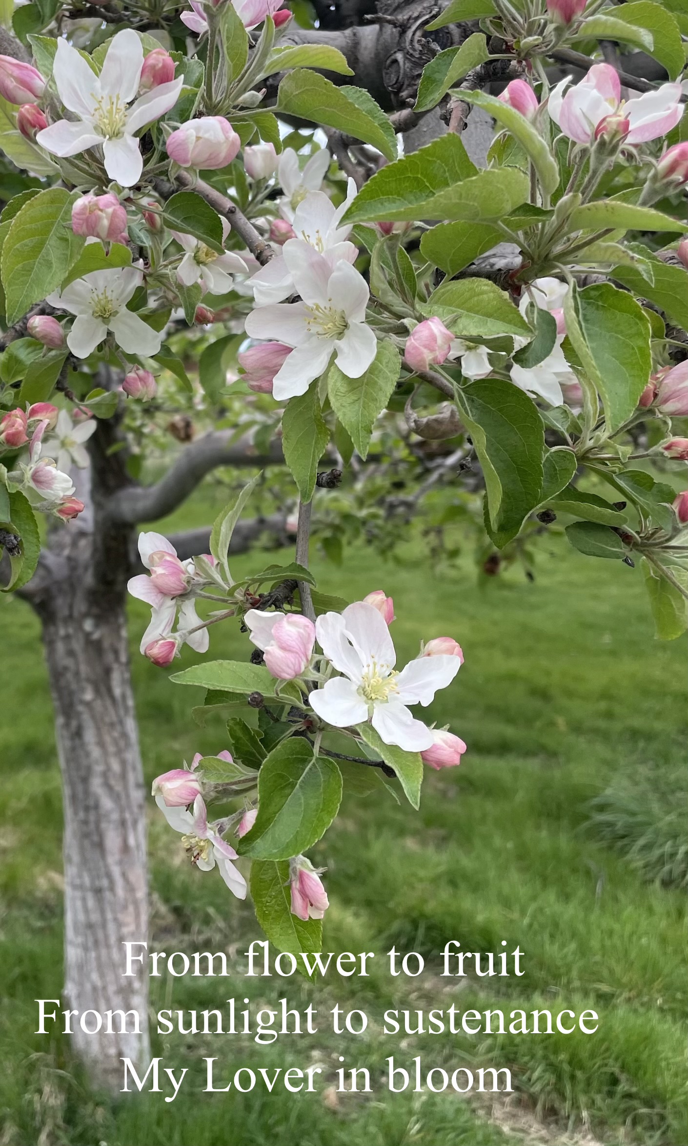 Fruitful Vine