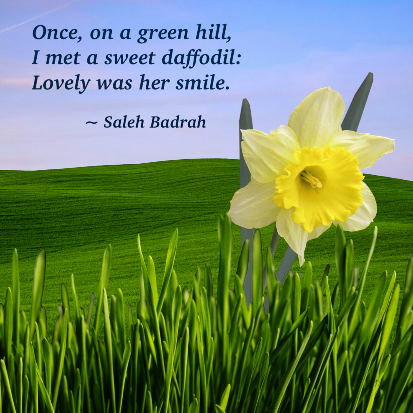Sweet Daffodil