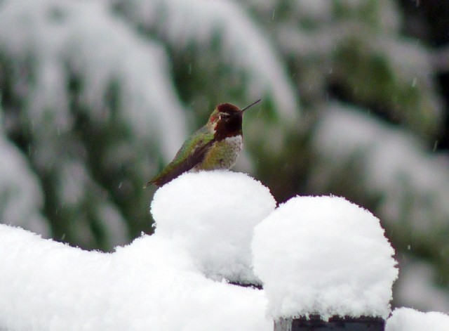 Hummingbirds, Snowflakes And Memories