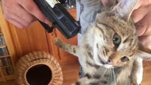 Peace With All Except The Animals