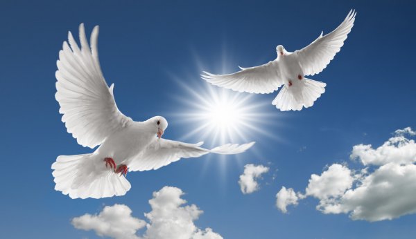 Easter's Doves Of Light