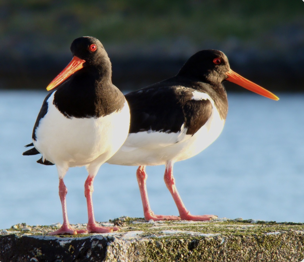 The Oystercatcher