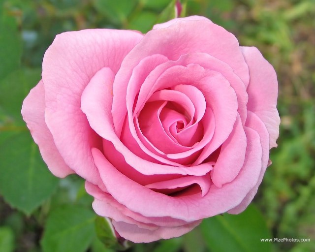 My Pink Rose