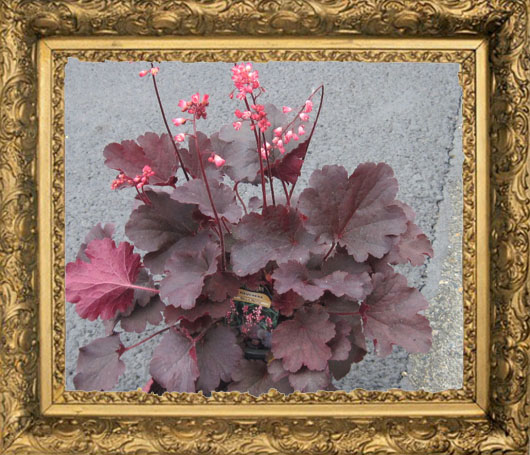 Belle Notte Cora Bell