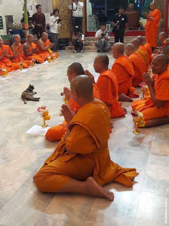 Among -Buddhist - Monks