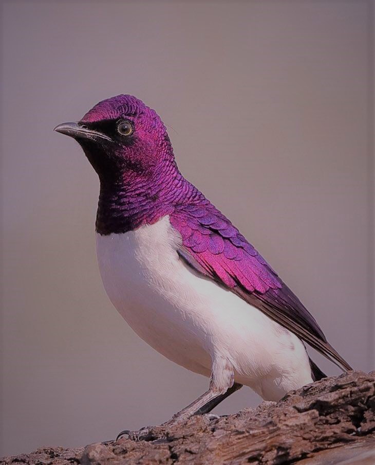 Bird Colours 2 -
purple Delight