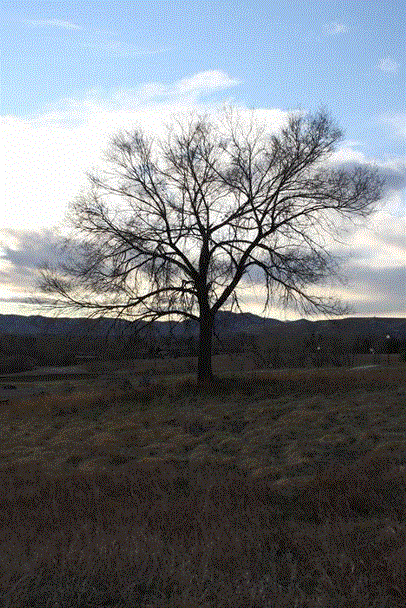 Tree And Soil