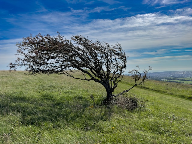 Windswept