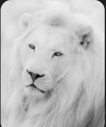 The White Lion